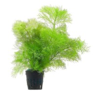 Амбулия королевская (Limnophila aquatica) Амбулия королевская (Limnophila aquatica)
