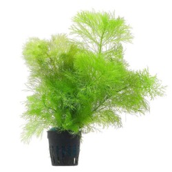 Амбулия королевская (Limnophila aquatica) Амбулия королевская (Limnophila aquatica)