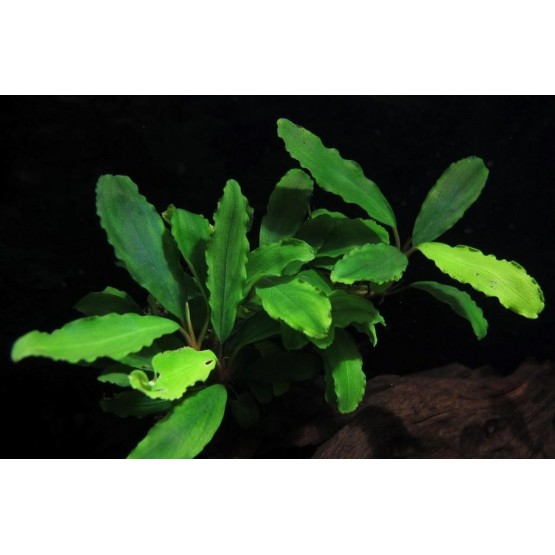 Буцефаландра Шайн Грин (bucephalandra sp. shine green) 