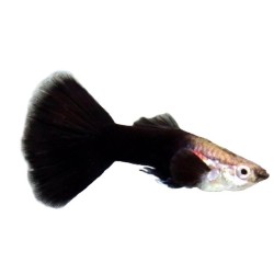Гуппи черный принц (Poecilia reticulata) Гуппи черный принц (Poecilia reticulata)