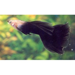 Гуппи черный принц (Poecilia reticulata) Гуппи черный принц (Poecilia reticulata)