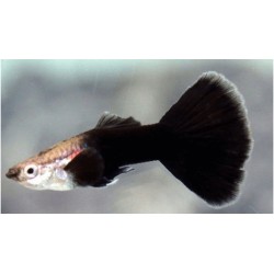 Guppy prinț negru (Poecilia reticulata)