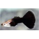 Guppy prinț negru (Poecilia reticulata)