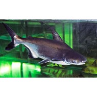 Пангасиус (Pangasius hypophthalmus)