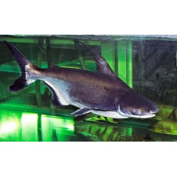 Пангасиус (Pangasius hypophthalmus) Пангасиус (Pangasius hypophthalmus)