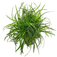 Эриокаулон Вьетнам (Eriocaulon sp. Vietnam) Эриокаулон Вьетнам (Eriocaulon sp. Vietnam)