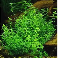 Хемиантус Микрантемоидес (Hemianthus micranthemoides)  Хемиантус Микрантемоидес (Hemianthus micranthemoides)