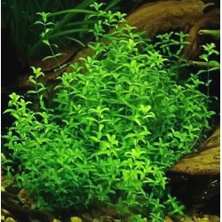 Хемиантус Микрантемоидес (Hemianthus micranthemoides)  Хемиантус Микрантемоидес (Hemianthus micranthemoides)