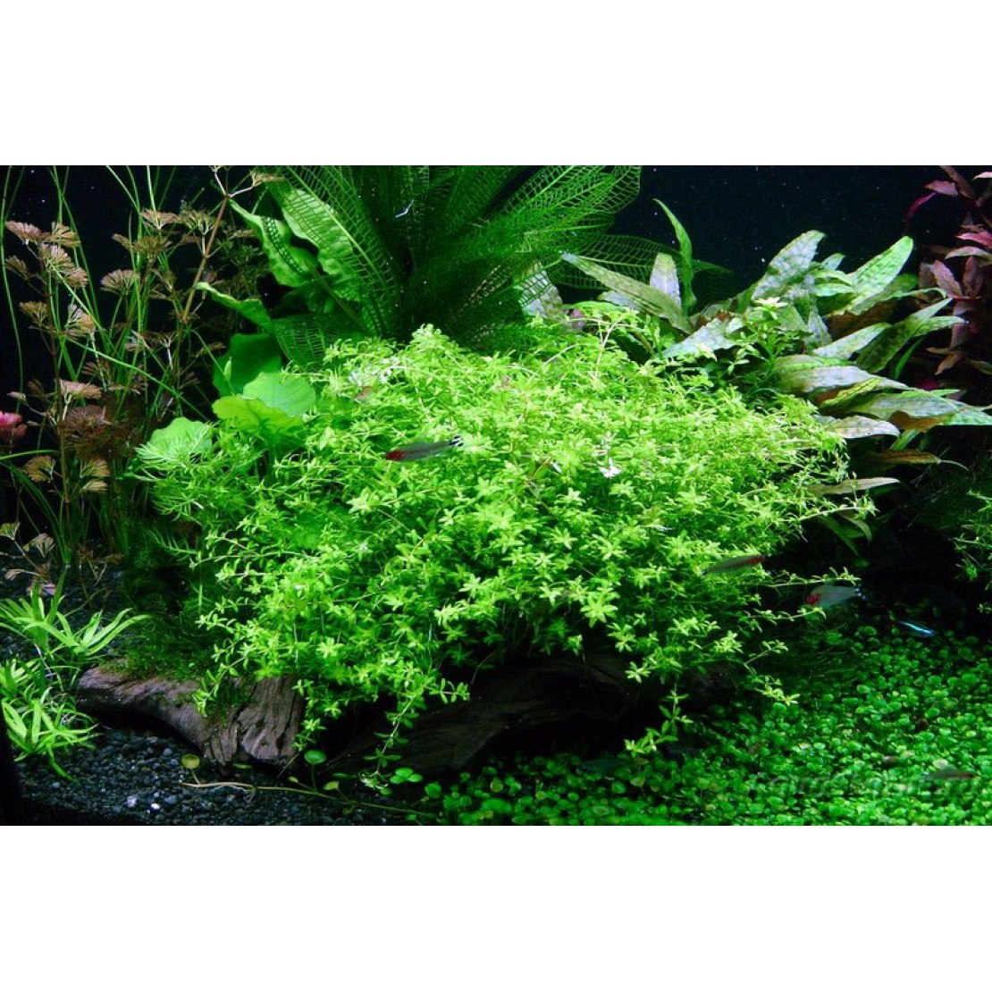 хемиантус куба аквариумное растение