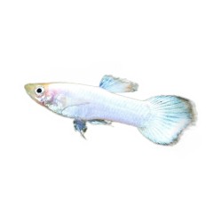 Guppy Snow White