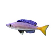 Циприхромис лептозома Мпулунгу (Cyprichromis leptosoma "Mpulungu")