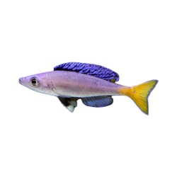 Циприхромис лептозома Мпулунгу (Cyprichromis leptosoma "Mpulungu") Циприхромис лептозома Мпулунгу (Cyprichromis leptosoma "Mpulungu")