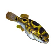 Тетрадон биоцеллатус (Tetraodon biocellatus) Тетрадон биоцеллатус (Tetraodon biocellatus)