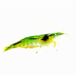 Зеленая креветка бабаулти (Green babaulti) Зеленая креветка бабаулти (Green babaulti)