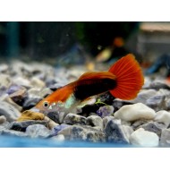 Гуппи красный смокинг (Poecilia reticulata Red Tuxedo)