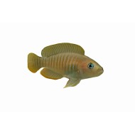 Лампрологус мультифасциатус (Lamprologus multifasciatus)