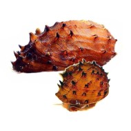 Улитка Неритина Ежик (Neritina juttingae) Улитка Неритина Ежик (Neritina juttingae)