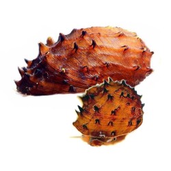 Улитка Неритина Ежик (Neritina juttingae) Улитка Неритина Ежик (Neritina juttingae)