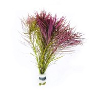 Погостемон Стеллатус (Pogostemon stellatus) 