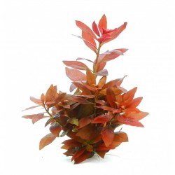 Людвигия супер ред (Ludwigia super red) Людвигия супер ред (Ludwigia super red)