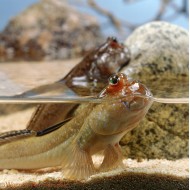 Илистый прыгун (лат. Periophthalmus)