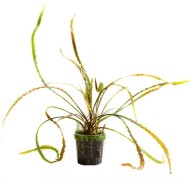 Криптокорина обратноспиральная (Cryptocoryne retrospiralis) Криптокорина обратноспиральная (Cryptocoryne retrospiralis)