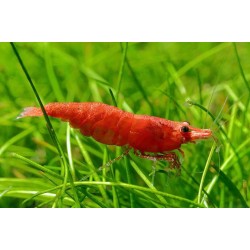 Creveti Fire Red