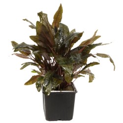 Криптокорина Вендта "Тропика" - Cryptocoryne wendtii "Tropica" Криптокорина Вендта "Тропика" - Cryptocoryne wendtii "Tropica"