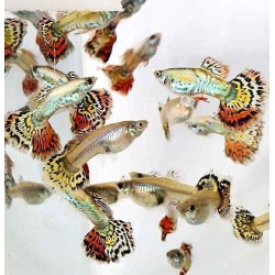 Гуппи Тигр (Tiger Guppy) Гуппи Тигр (Tiger Guppy)