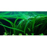 Криптокорина балансе (Cryptocoryne balansae) Криптокорина балансе (Cryptocoryne balansae)
