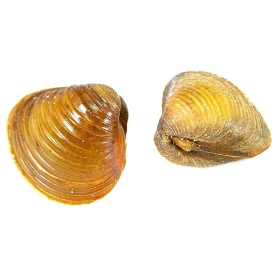 Corbicula, bivalva aurie sau bila galbenă javaneză (Corbicula Javanicus)