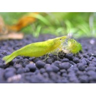 Зеленая креветка бабаулти (Green babaulti)