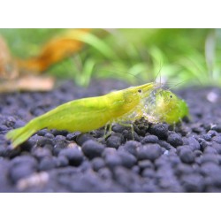 Зеленая креветка бабаулти (Green babaulti)