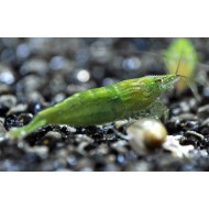Зеленая креветка бабаулти (Green babaulti) Зеленая креветка бабаулти (Green babaulti)