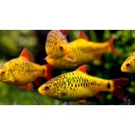 Barb Schubert  (Puntius semifasciolatus) 
