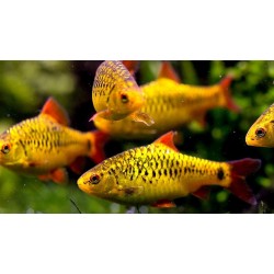 Barb Schubert  (Puntius semifasciolatus) 