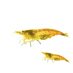 Креветка желтая канарейка неоновая (Caridina serrata Fire  Yellow) Креветка желтая канарейка неоновая (Caridina serrata Fire  Yellow)