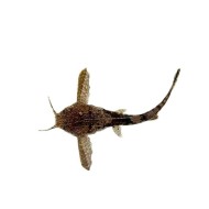 Буноцефал или сом коряга (Bunocephalus bicolor)