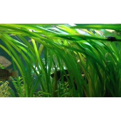 Валлиснерия американская (Vallisneria americana)  Валлиснерия американская (Vallisneria americana)