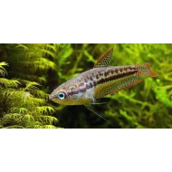 Гурами карликовый (Trichopsis pumila)
