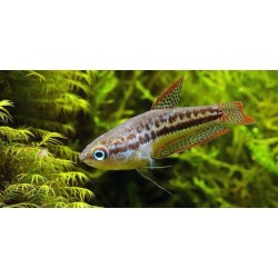 Gourami pitic (Trichopsis pumila)