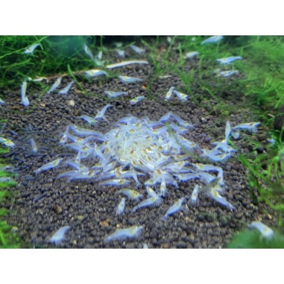 Креветка Снежинка/Snowball Shrimp (Neocaridina zhangjiajiensis)