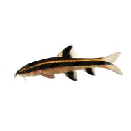 Cуматранская храмуля, Эпальцеоринх красивоплавничный  (лат. Epalzeorhynchos kalopterus)