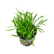 Лилеопсис бразильский (Lilaeopsis brasiliensis) Лилеопсис бразильский (Lilaeopsis brasiliensis)