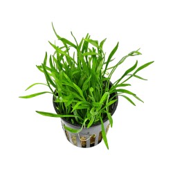 Лилеопсис бразильский (Lilaeopsis brasiliensis) Лилеопсис бразильский (Lilaeopsis brasiliensis)