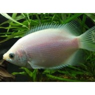 Pink Kissing Gourami (Helostoma temminckii)