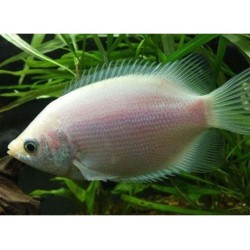 Гурами целующийся (Helostoma temminkii)