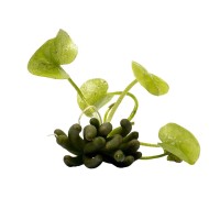 Водяной банан (Nymphoides aquatica) Водяной банан (Nymphoides aquatica)
