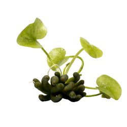 Водяной банан (Nymphoides aquatica) Водяной банан (Nymphoides aquatica)