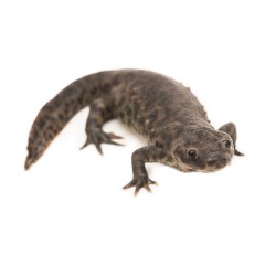 Испанский тритон (Lissotriton boscai) Испанский тритон (Lissotriton boscai)